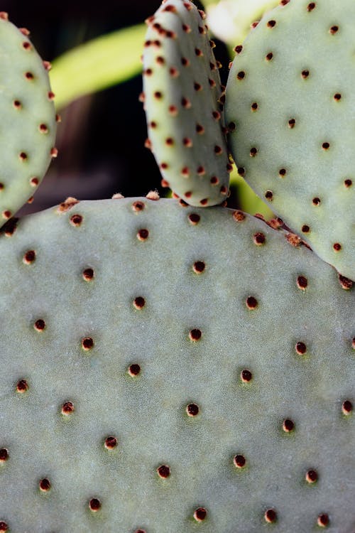 Close-Up of Spikes on a Cactus