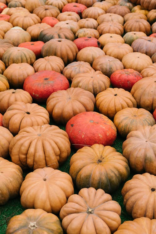 Free Orange Pumpkins Stock Photo