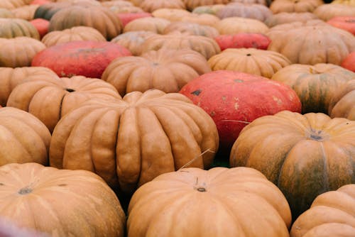 Gratis stockfoto met 31 oktober, detailopname, kalebas groenten