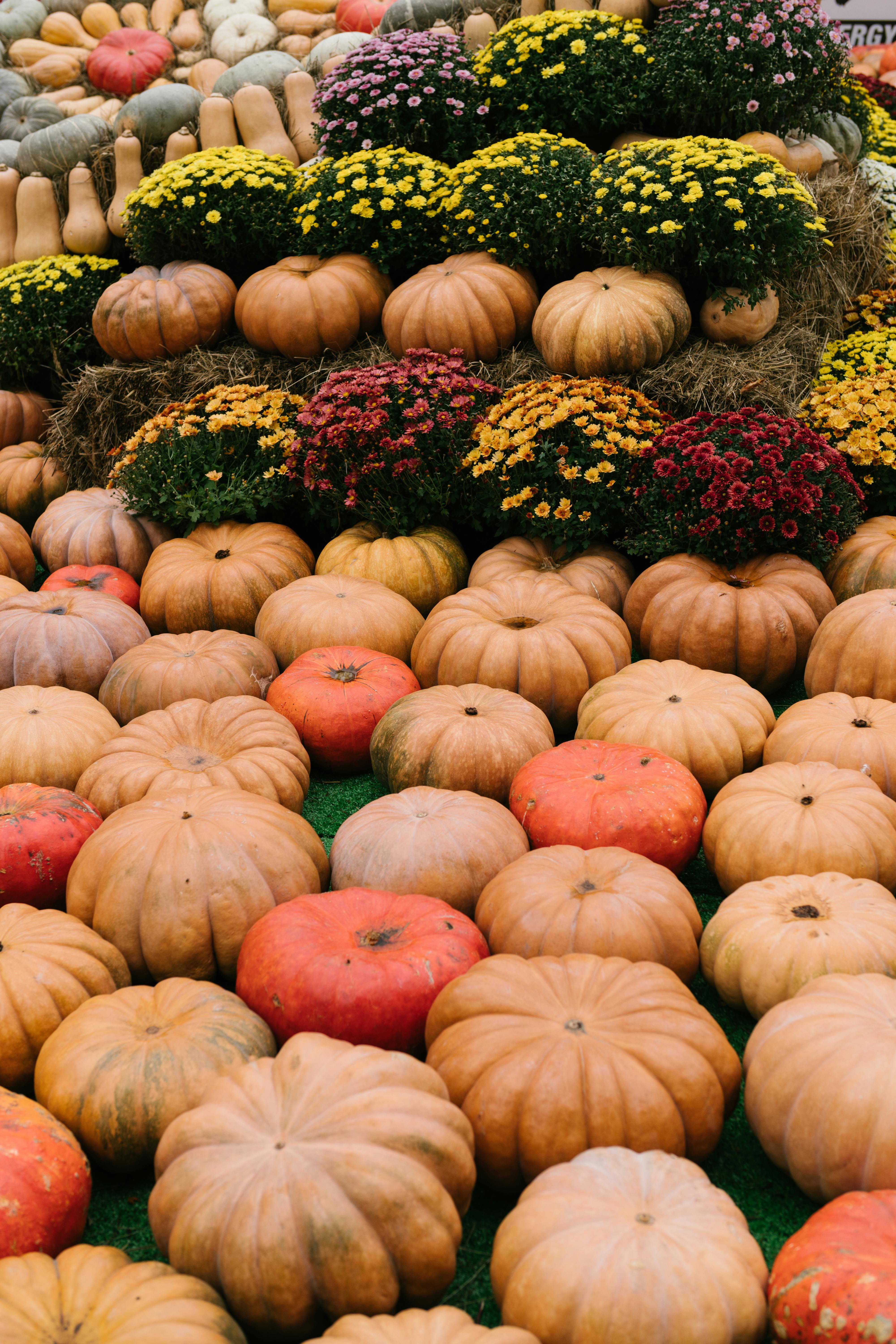 秋季装饰的花园里，色彩缤纷的南瓜和鲜花排列其中