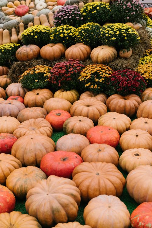 Free Colorful pumpkins and flowers arranged in a garden setting for fall decor. Stock Photo
