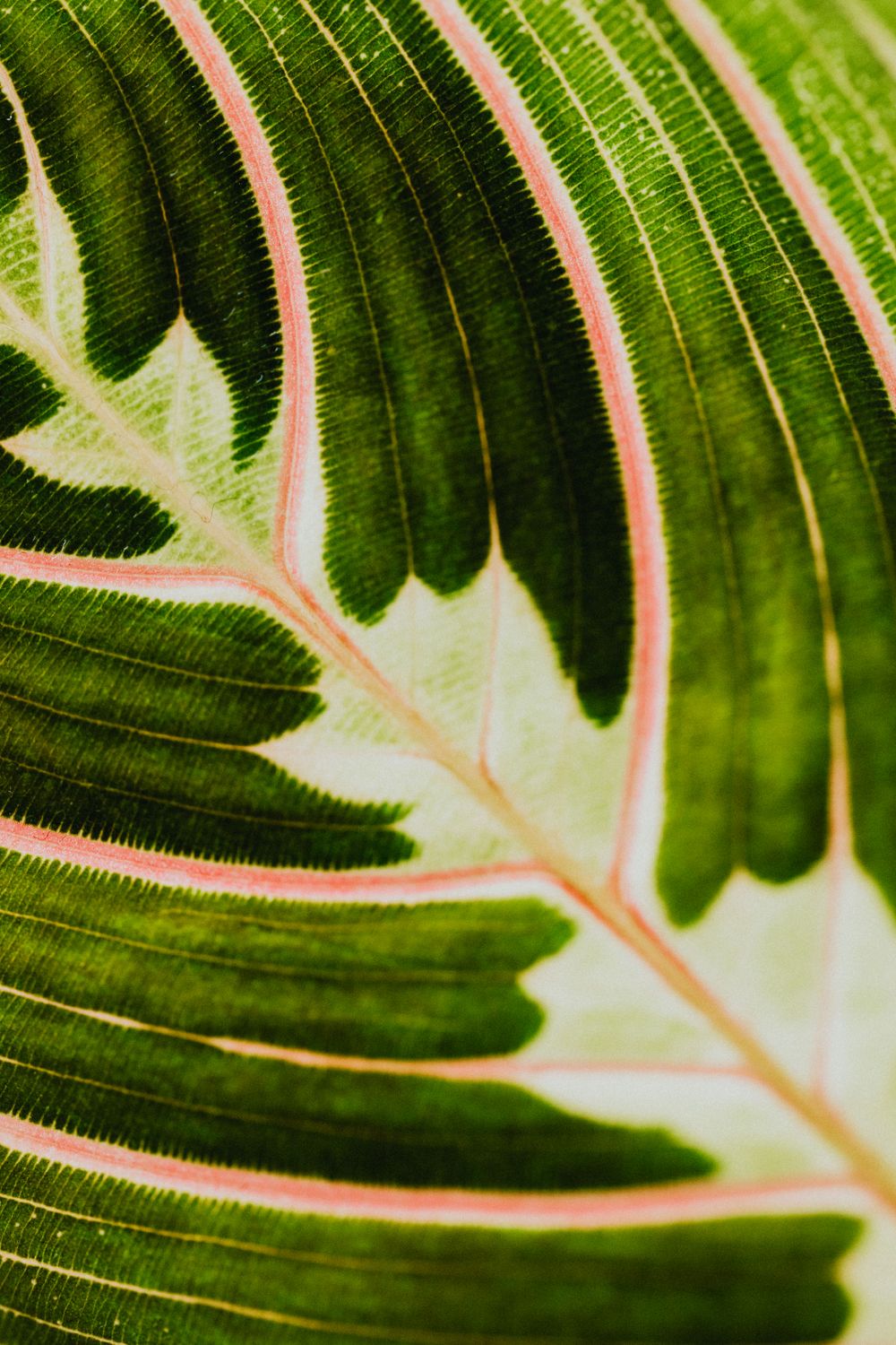 Macro view of a healthy treated leaf