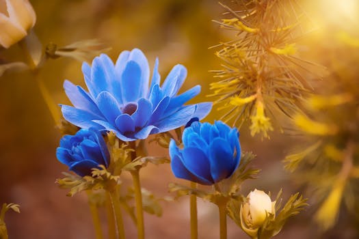 Free stock photo of nature, flowers, petals, blur