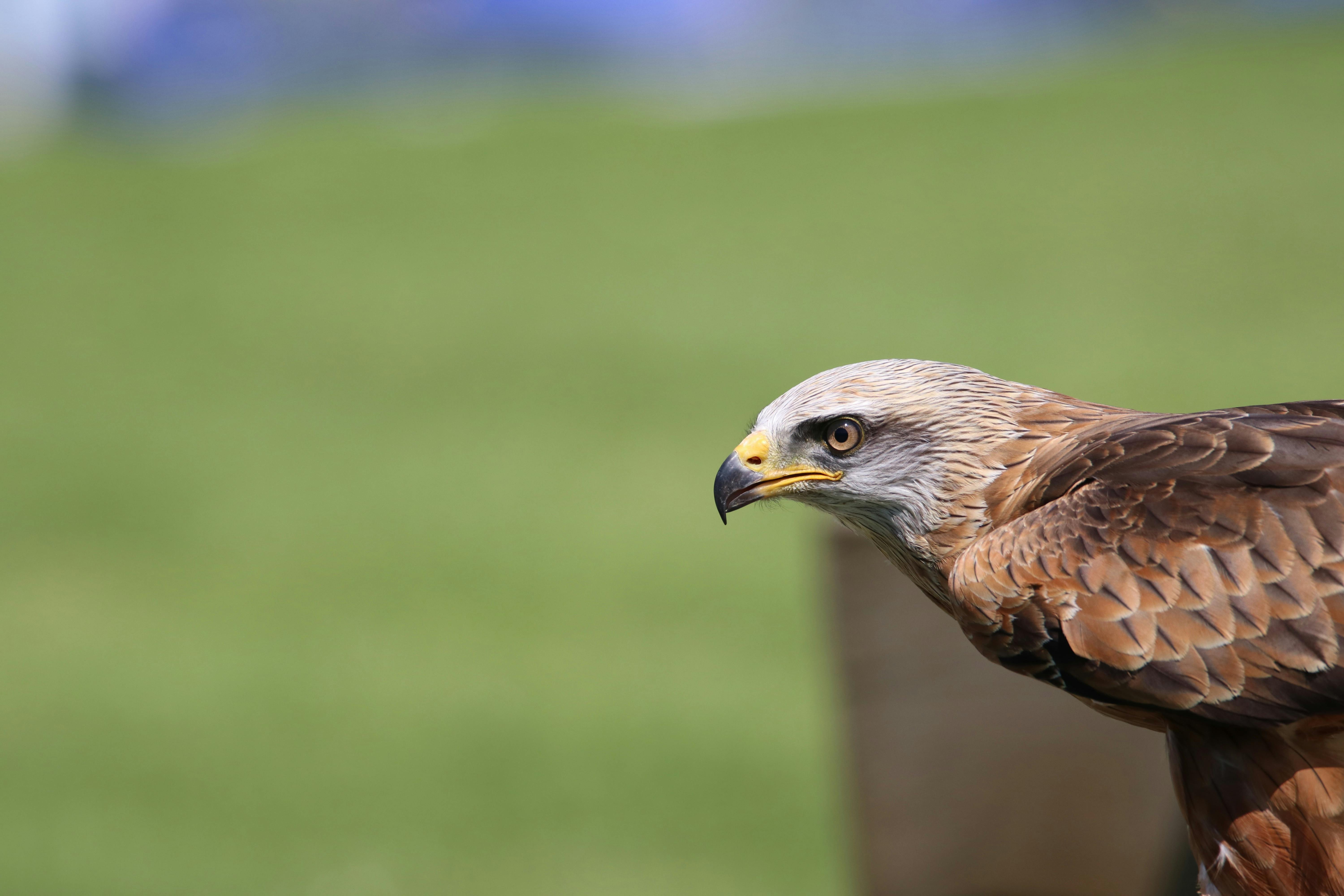 brown and white falcon