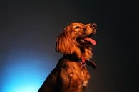 Brown Long Coated Dog Looking Up