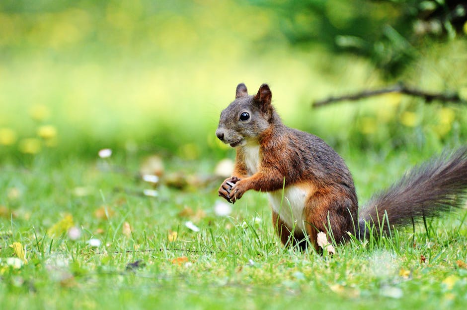 Close-up of a curious European red squirrel standing on grassy meadow in spring.