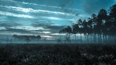 薄雾森林的宁静景观，映衬在忧郁的蓝色黄昏天空下