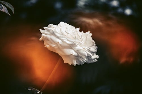 Ingyenes stockfotó csendélet, fehér virág, közelkép témában