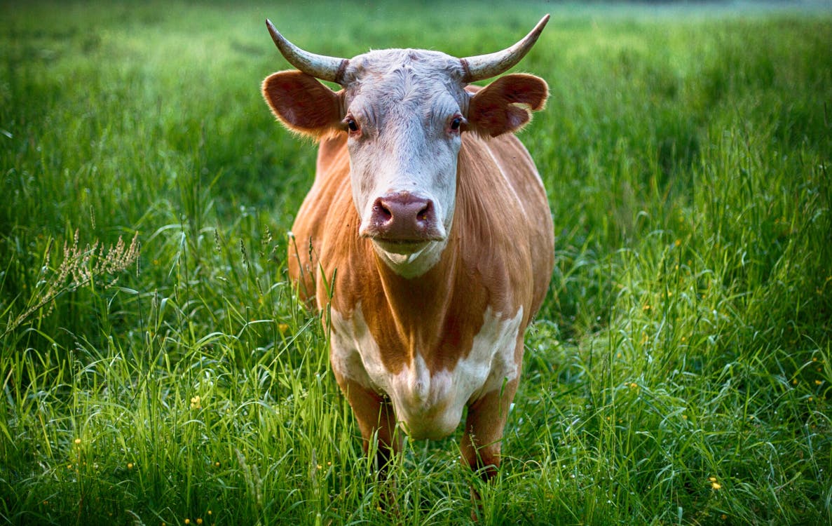 Free Brown and White Cow Stock Photo