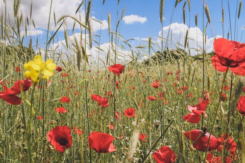Free Bright red poppies growing among green grass in field in sunny summer day Stock Photo