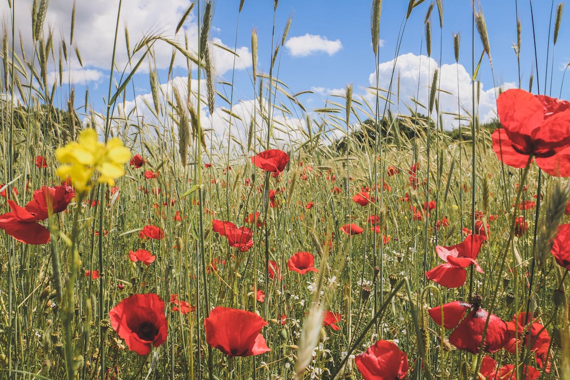 Bright red poppies growing among green grass in field in sunny summer day