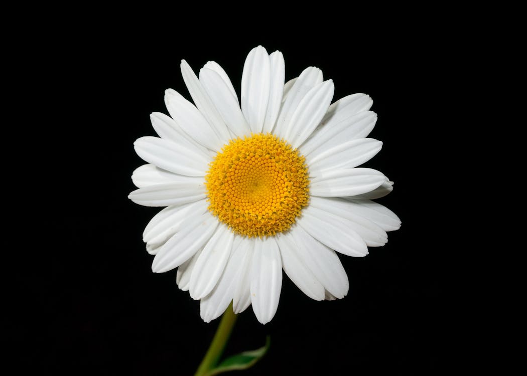 grátis Flor Branca E Amarela Fotografia Em Primeiro Plano Margarida Foto profissional