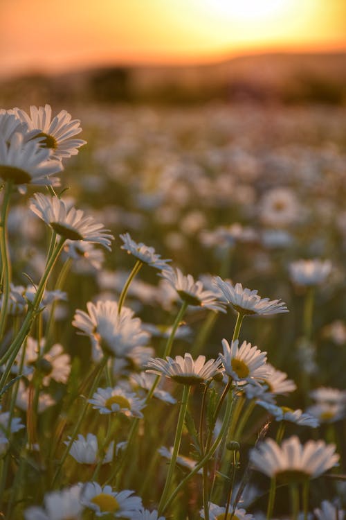 Gratis stockfoto met bloeien, bloem fotografie, bloemen