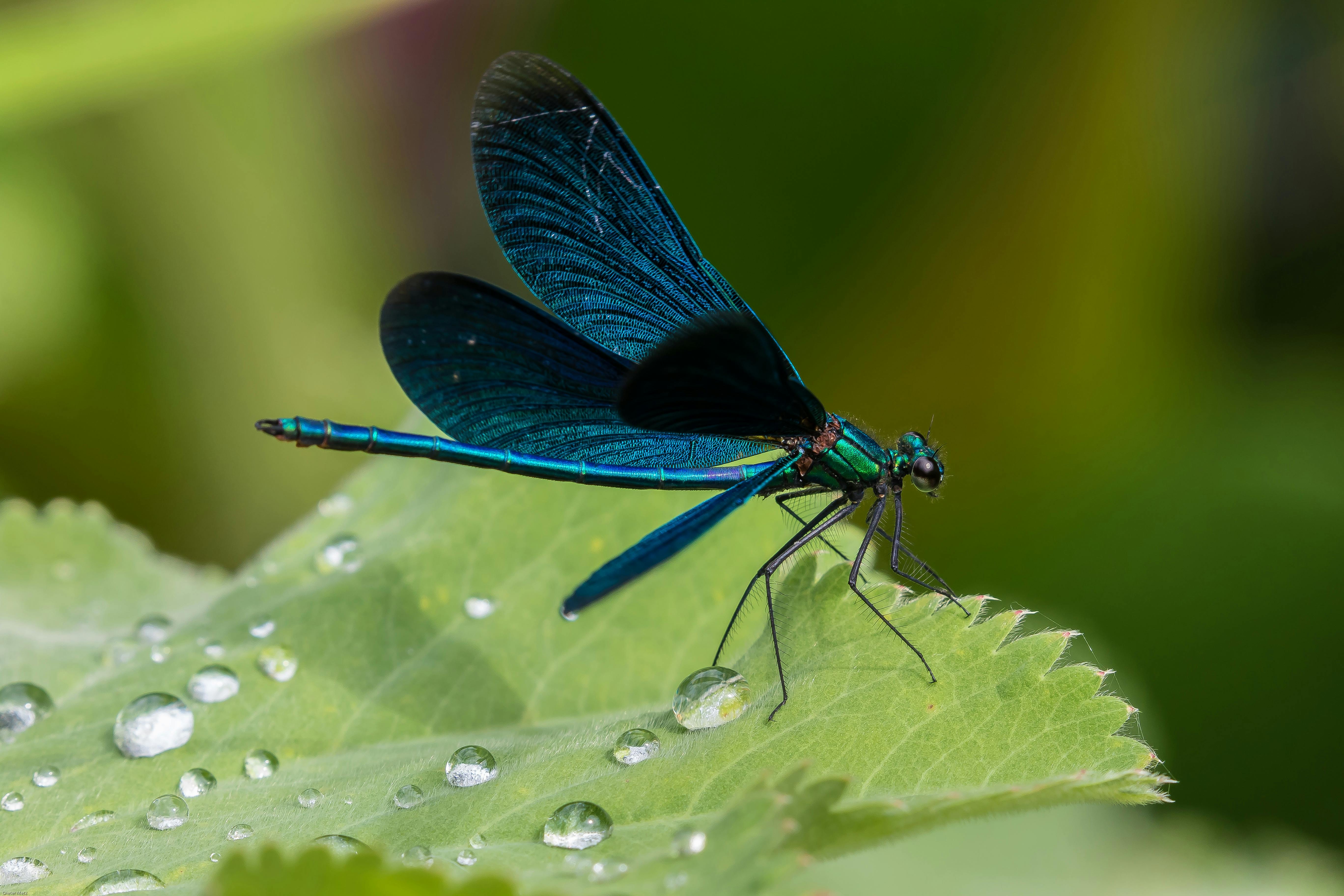 Kostenloses Foto zum Thema blau, blaue libelle, blaugeflÃ¼gelten