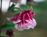 Close Up Photo of Columbine
