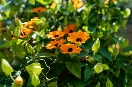 Free Close Up Photo of Yellow Flowers  Stock Photo