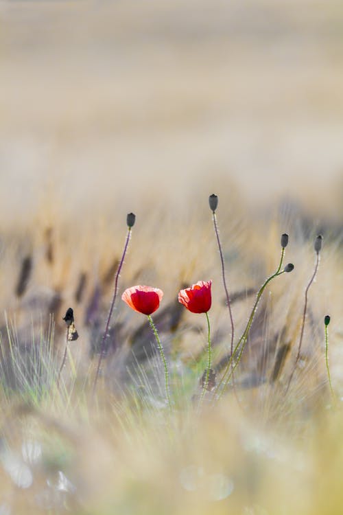 Free Red Flowers in Middle of Grass Field Stock Photo