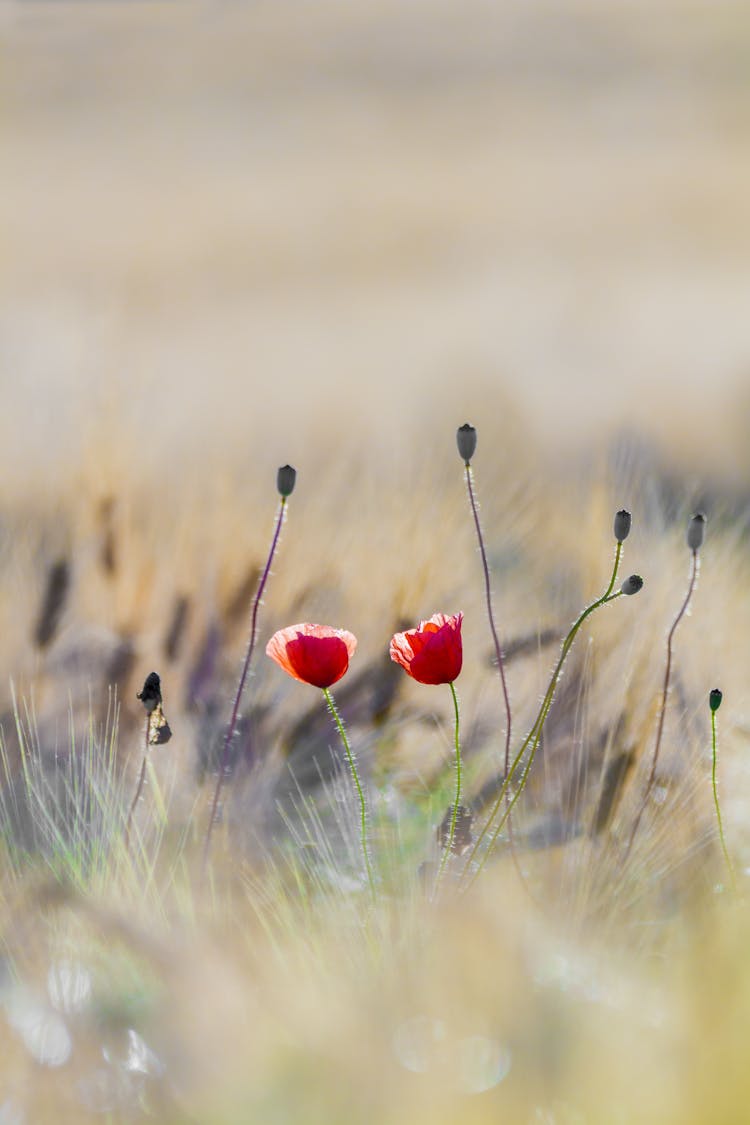 Red Flowers In Middle Of Grass Field