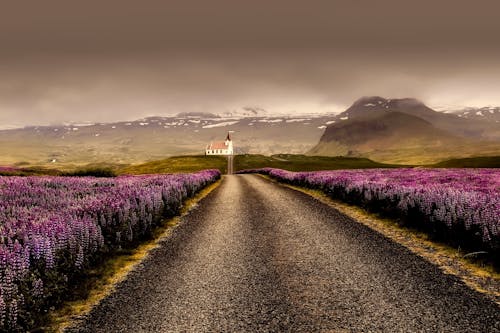 보라색 꽃밭으로 둘러싸인 회색 도로