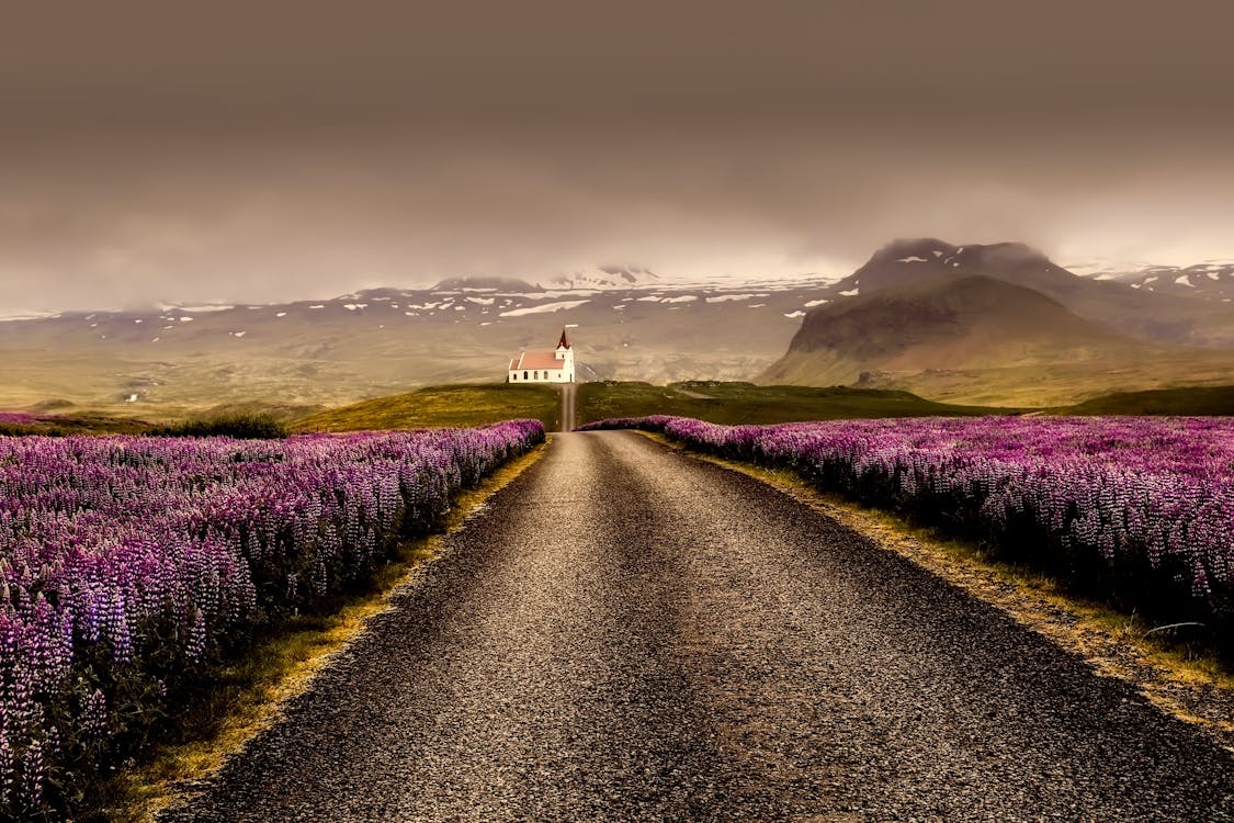 Grijze Weg Omgeven Met Paarse Bloem Veld