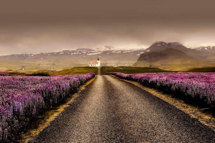 Gray Road Surrounded With Purple Flower Field