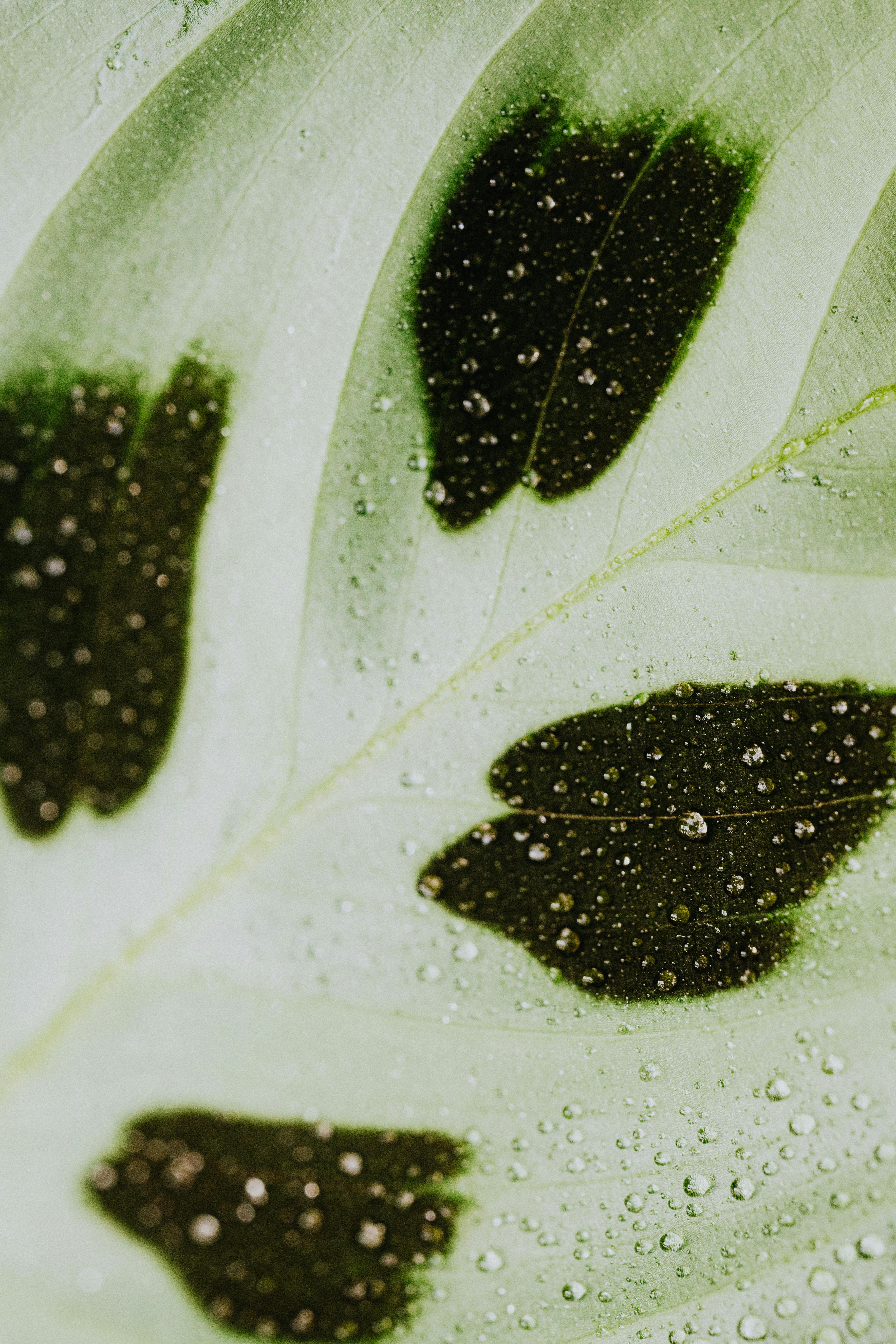 macro photo of water droplets on green leaf