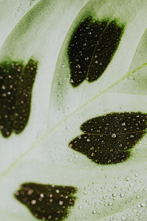 Macro Photo of Water Droplets on Green Leaf