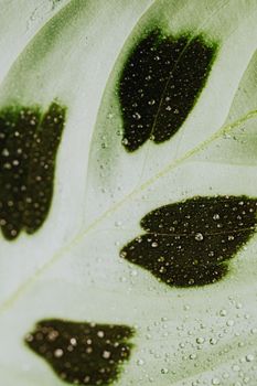 Detailed view of water droplets on a variegated Maranta leaf showcasing natural patterns.