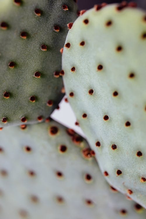 Close Up Photo of Cactus 