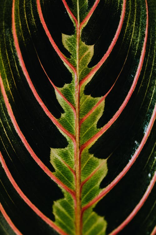 Macro Photo of a Leaf