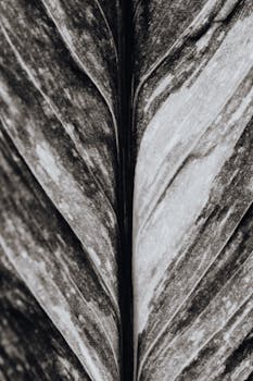 Grayscale macro shot of a leaf showcasing intricate texture and patterns.