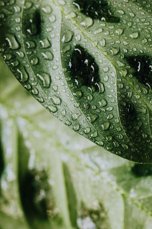 Free Close Up of Water Droplets on a Leaf Stock Photo