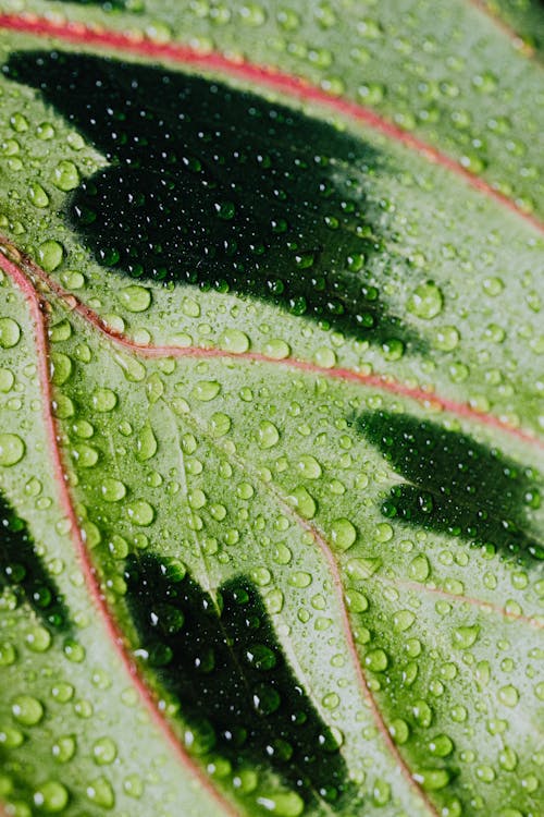 Free Macro Photo of Water Droplets on a Leaf Stock Photo