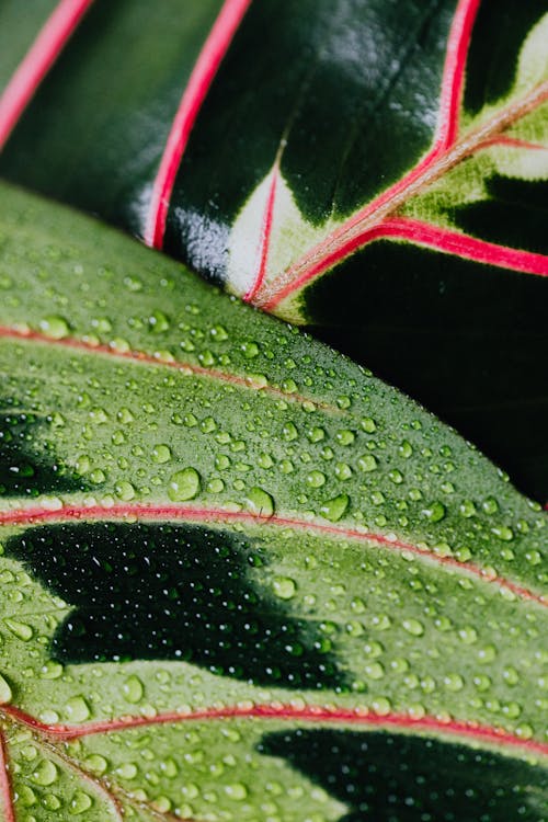 Free Macro Photo of Water Droplets on a Leaf Stock Photo