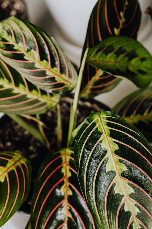 Close Up Photo of Green Plant