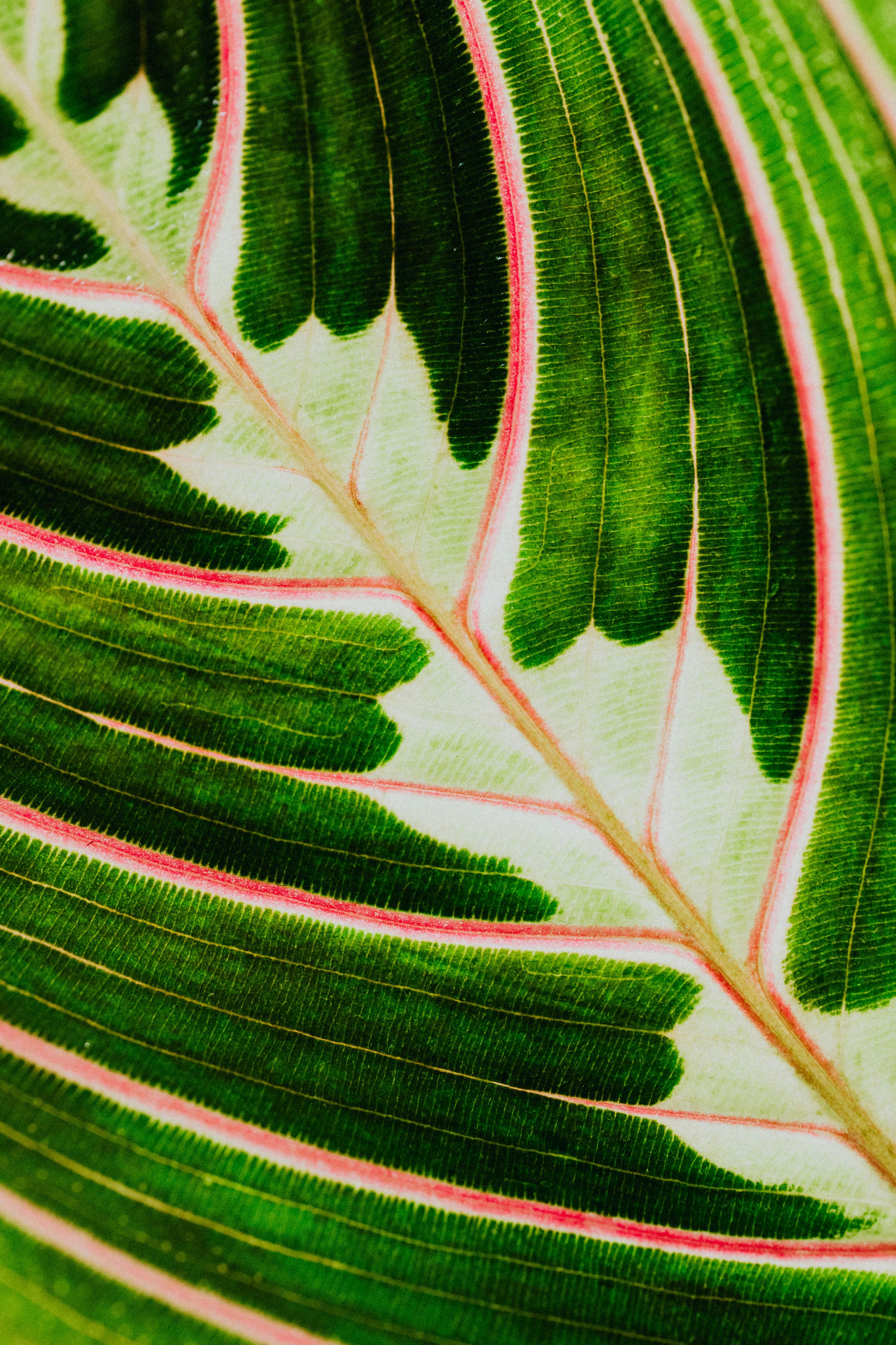 macro photo of a leaf