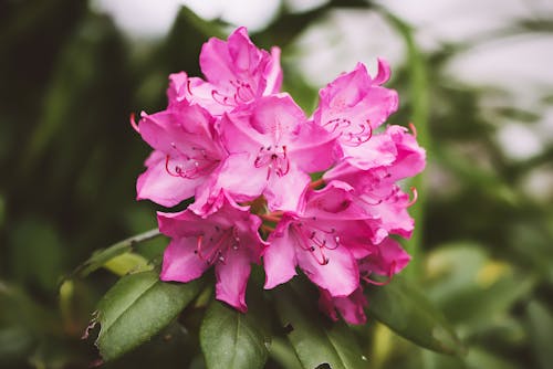 免费 粉色花瓣花的焦点摄影 素材图片
