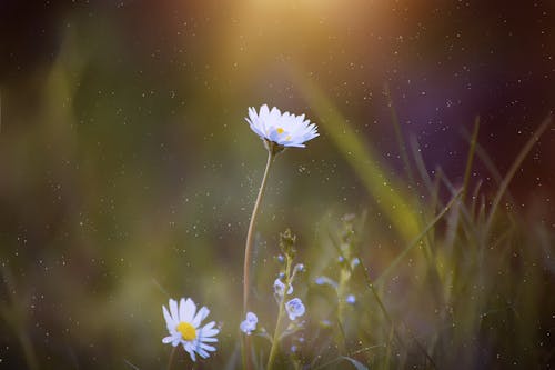 Selective Focus Photography White Daisy Flower