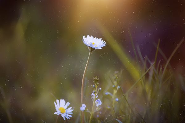 Evening garden with ambient lighting
