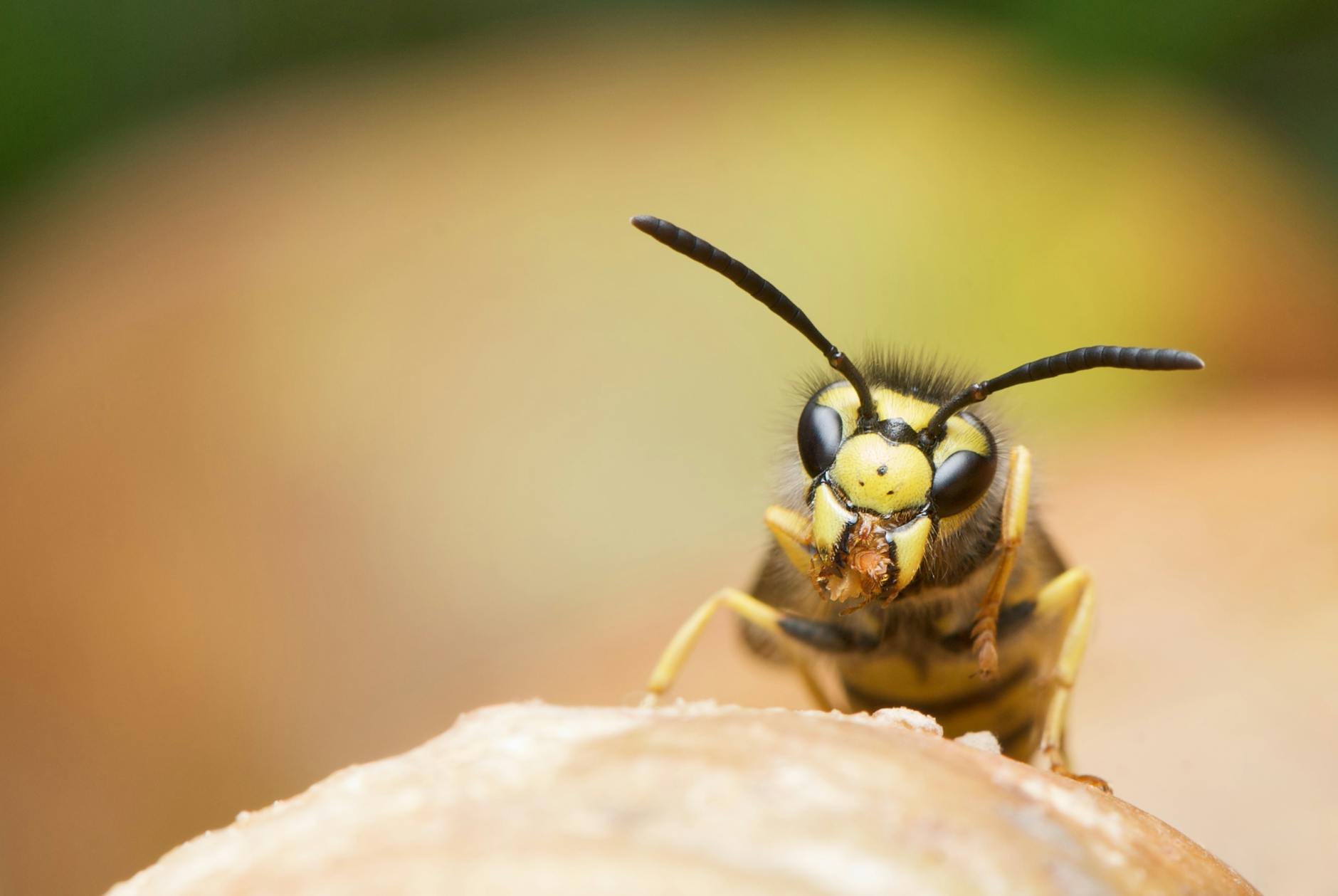 Female wasp