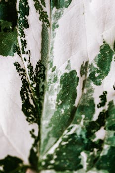 Detailed macro shot of a green and white variegated leaf showing texture and color.