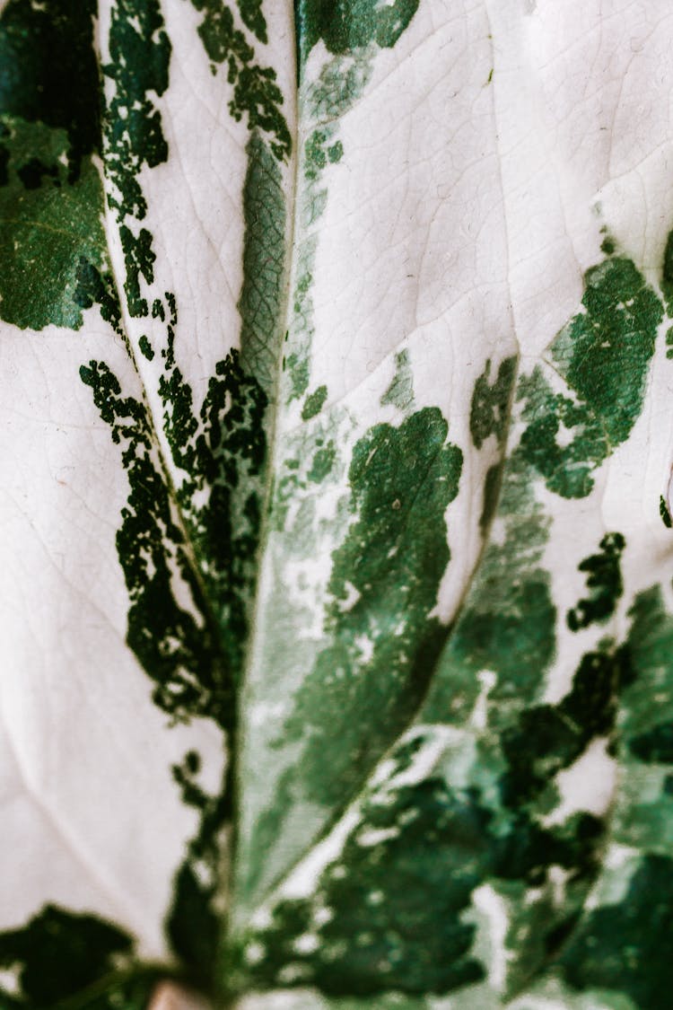 Macro Photo Of A Green And White Leaf