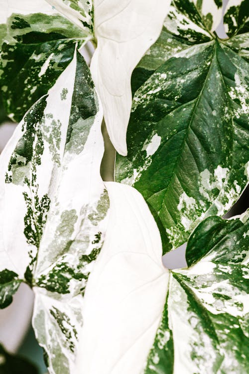 Close Up of Green and White Leaves