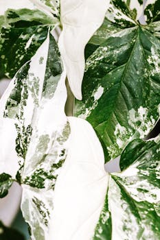 Detailed view of variegated leaves with green and white patterns, ideal for textured backgrounds.