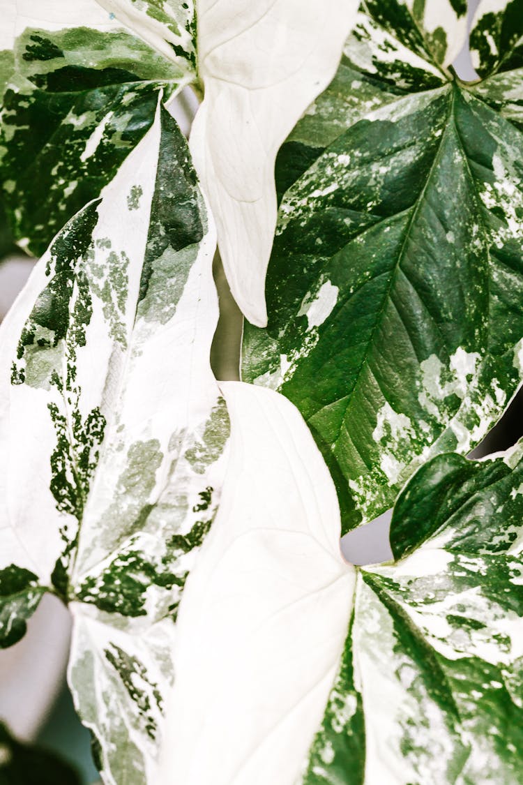 Close Up Of Green And White Leaves