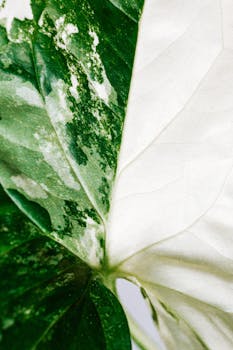 Detailed macro shot of a variegated green and white leaf, highlighting texture and pattern.