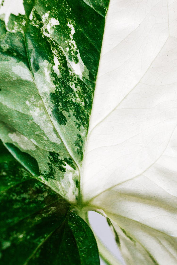 Macro Photo Of A Green And White Leaf