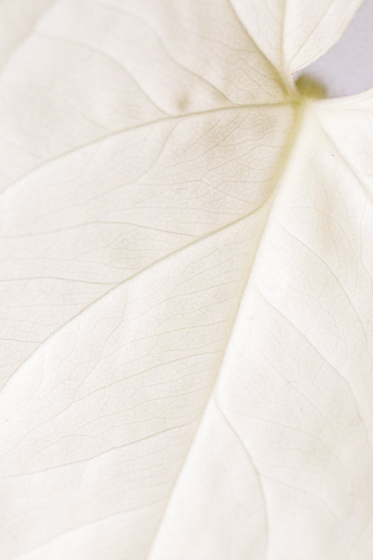 Macro Photo Of A White Leaf