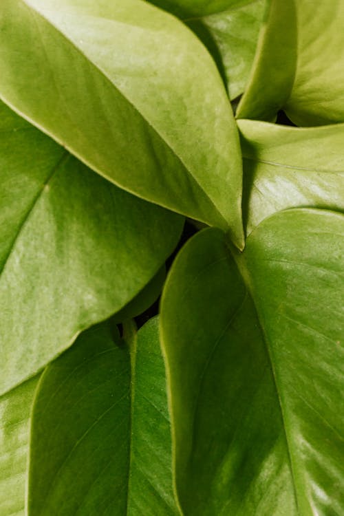 Free Close up of Leaves Stock Photo
