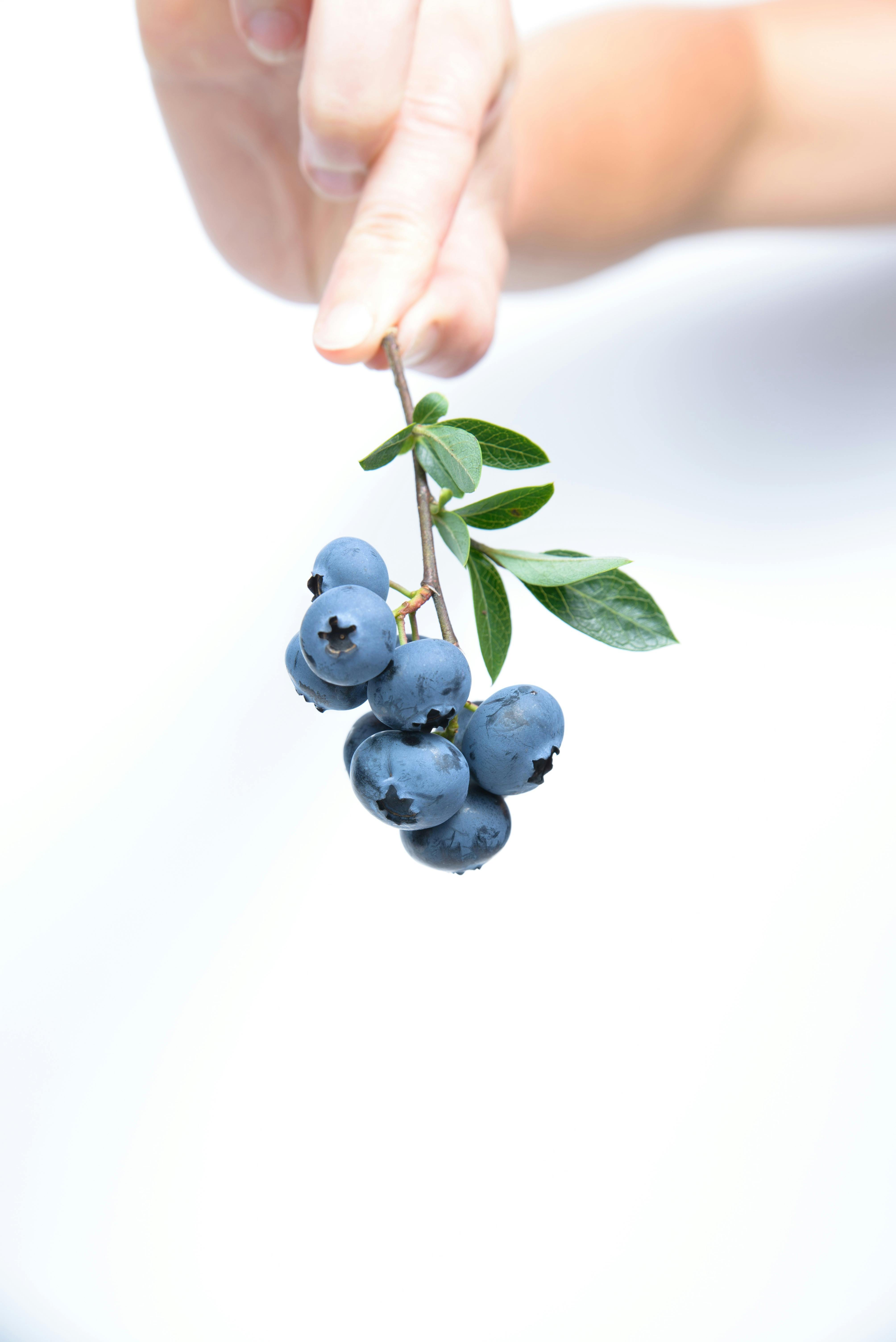 2825 Blueberry Wallpaper Stock Photos  Free  RoyaltyFree Stock Photos  from Dreamstime